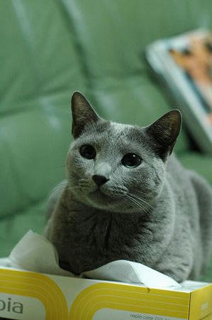 メル
