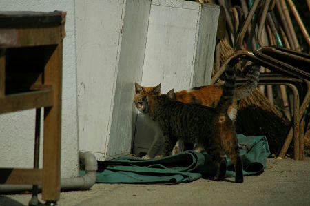 三毛猫、キジトラ