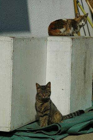 三毛猫、キジトラ