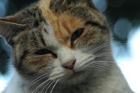 三毛猫