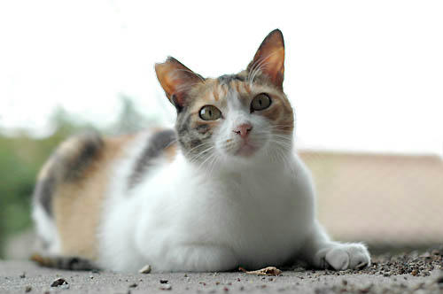 三毛猫