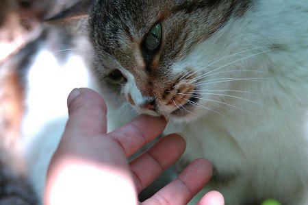 三毛猫
