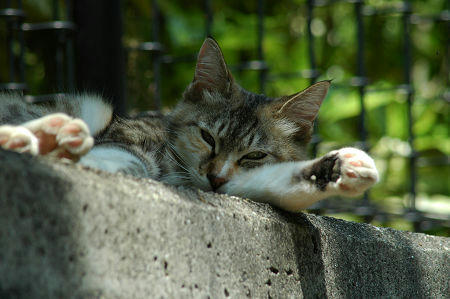 三毛猫　お昼寝