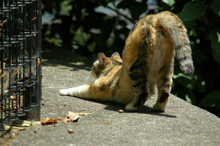 三毛猫　伸び
