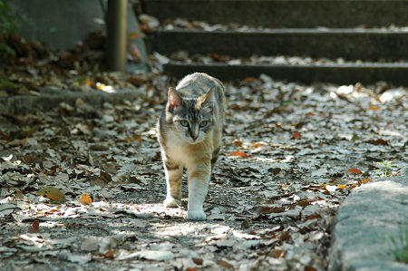 三毛猫