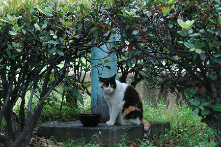 三毛猫