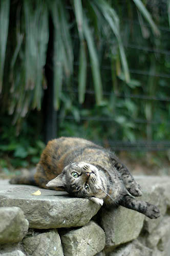 サビ猫