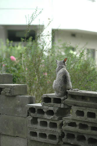 サバトラ？