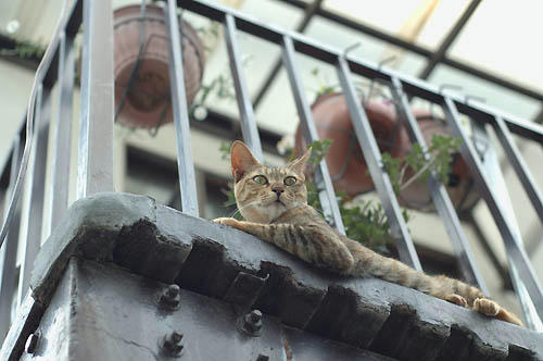 キジトラ