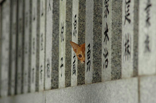 茶トラ子猫