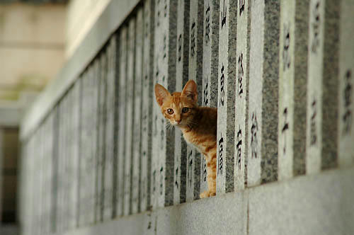 茶トラ子猫