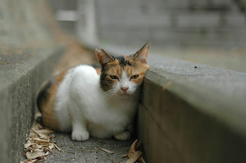 三毛猫