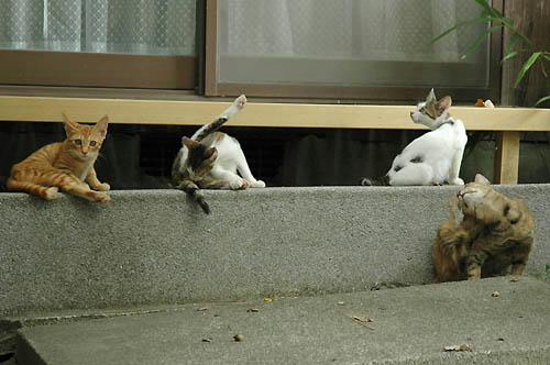 キジトラ、キジ白、茶トラ、親子