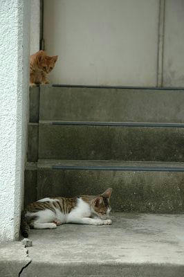 茶トラキジ白子猫