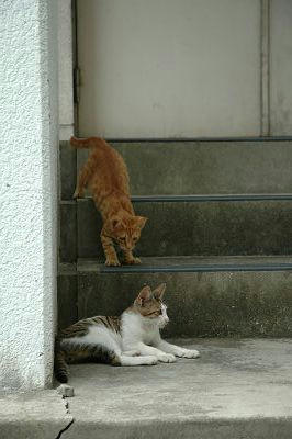 茶トラキジ白子猫