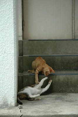 茶トラキジ白子猫