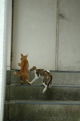 茶トラキジ白子猫