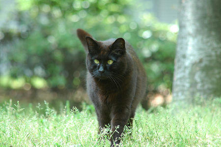 黒猫