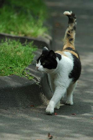 三毛猫