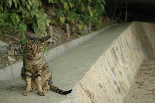 キジトラ