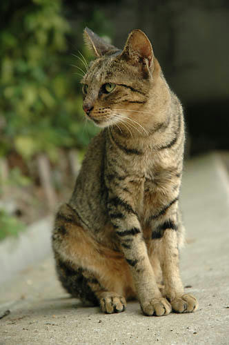 キジトラ
