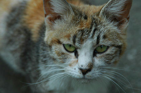 三毛猫