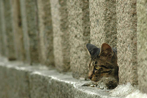 キジトラ