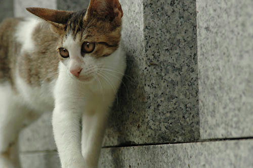 キジ白