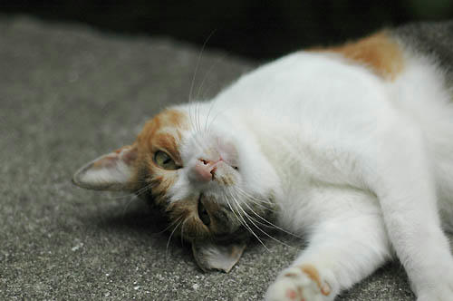 三毛猫