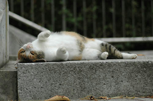 三毛猫