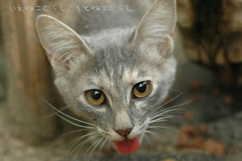 パステルサビ猫