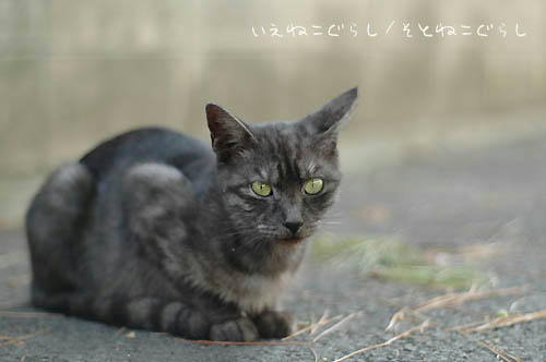 黒スモーク