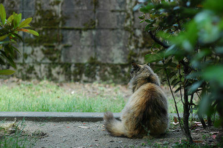 サビ猫