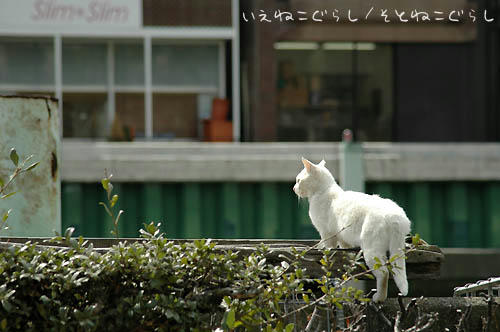 白猫
