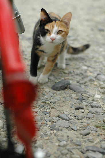 三毛猫と自転車