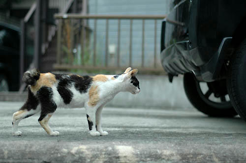 三毛猫
