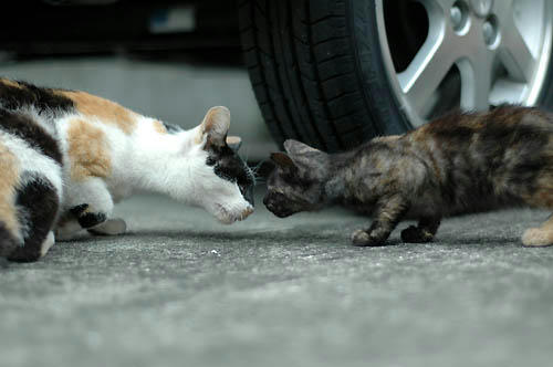 三毛猫とサビ子猫