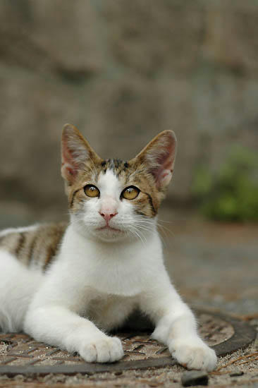 キジ白