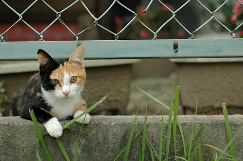 三毛猫