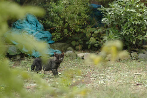 サビ猫子猫