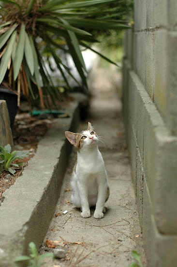 キジ白
