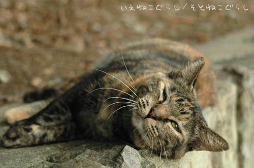 サビ猫