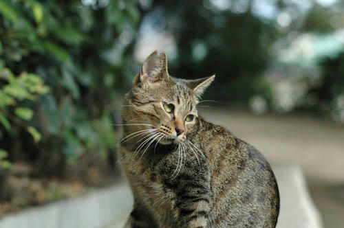 キジトラ
