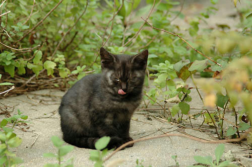 サビ猫子猫