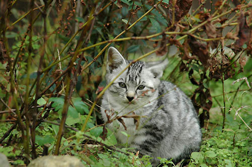 サバ白子猫