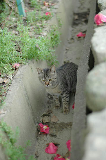 キジトラ