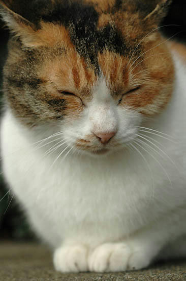 三毛猫