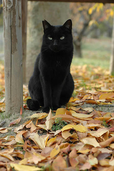 黒猫