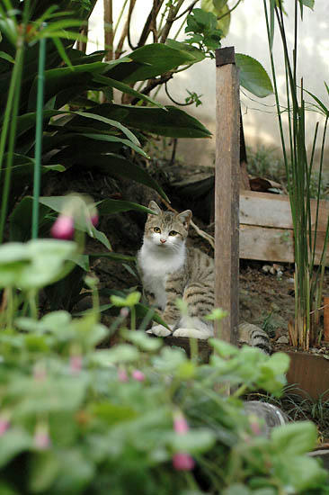 白キジ子猫