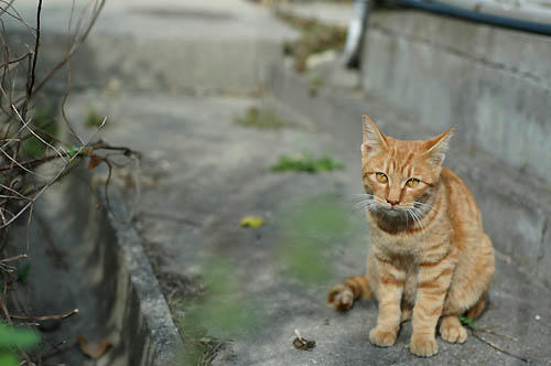 茶トラ子猫